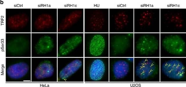 TRF-2 Antibody - BSA Free
