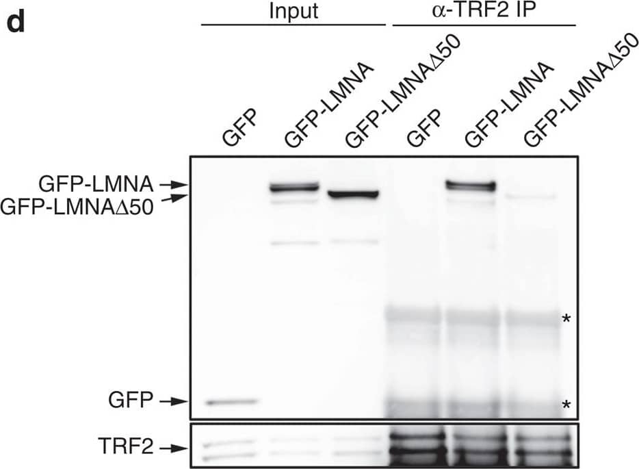 TRF-2 Antibody - BSA Free