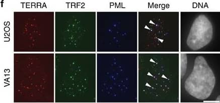TRF-2 Antibody - BSA Free