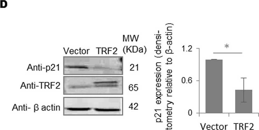 TRF-2 Antibody - BSA Free