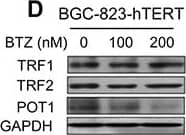TRF-2 Antibody - BSA Free