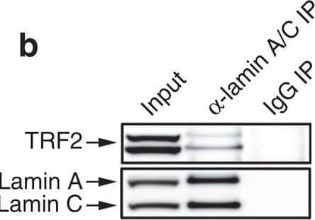 TRF-2 Antibody - BSA Free