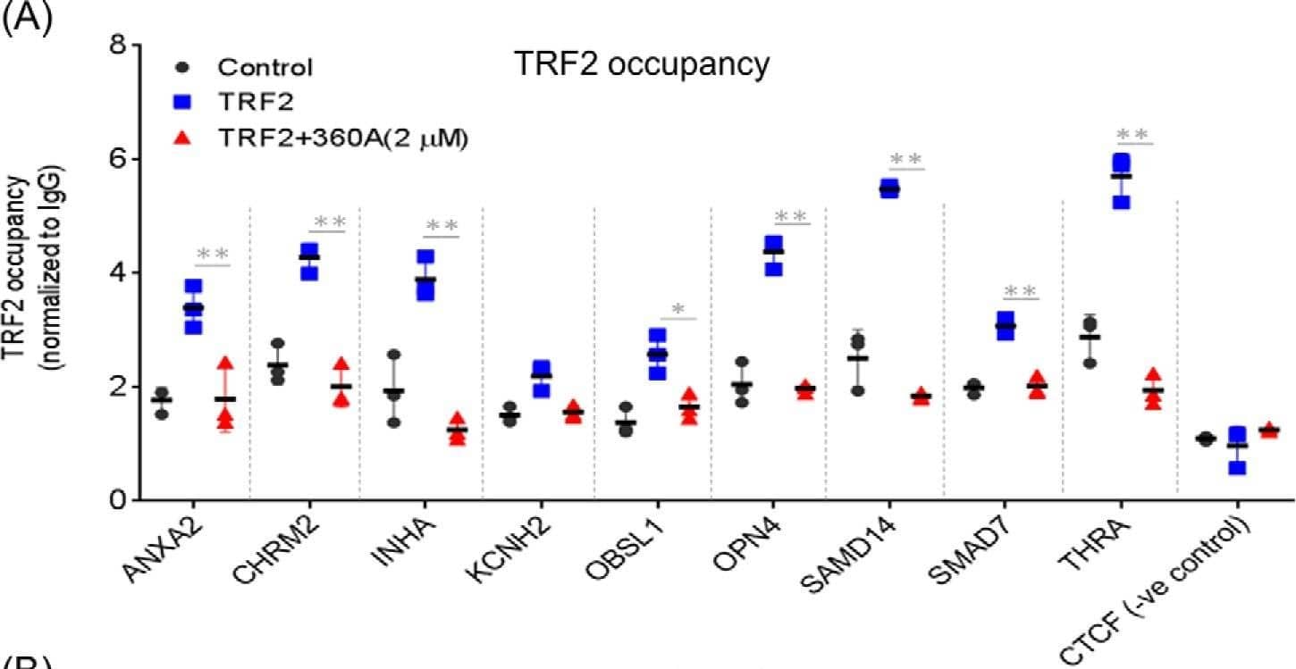 TRF-2 Antibody - BSA Free