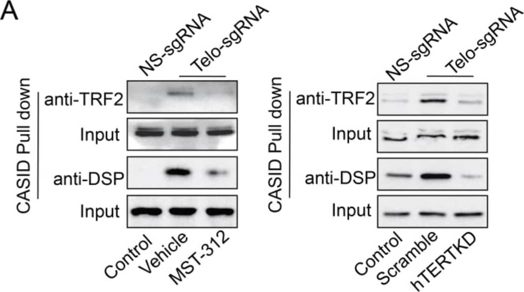 TRF-2 Antibody - BSA Free