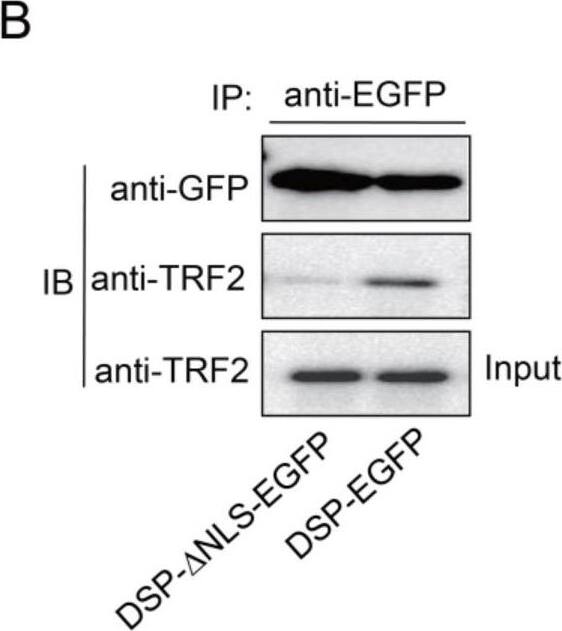 TRF-2 Antibody - BSA Free