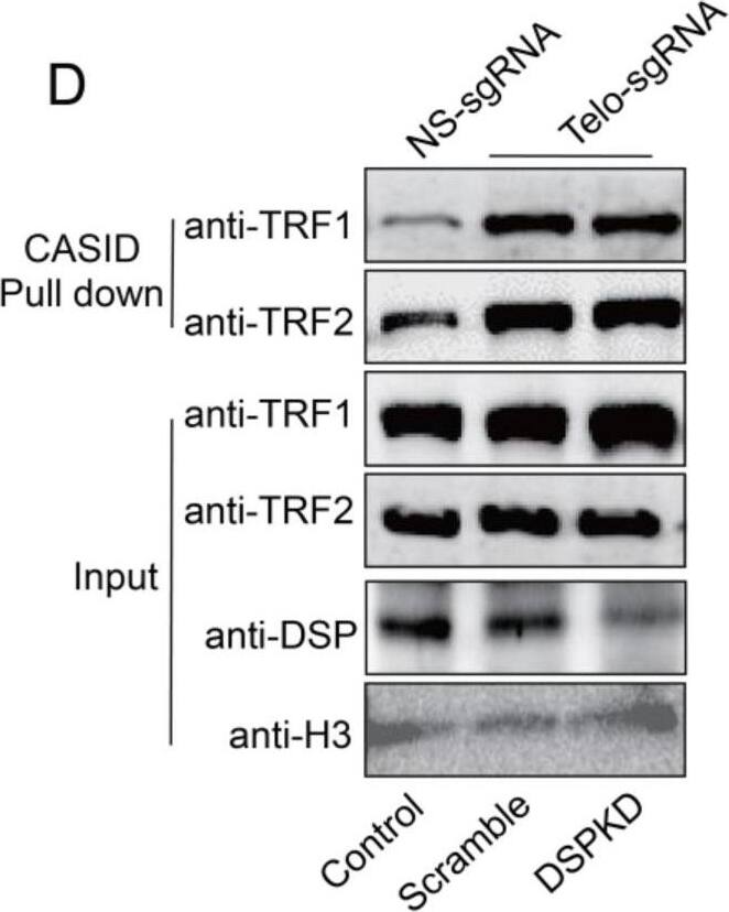 TRF-2 Antibody - BSA Free