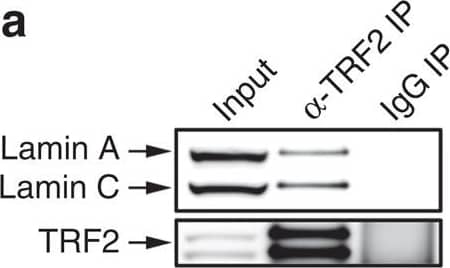TRF-2 Antibody - BSA Free