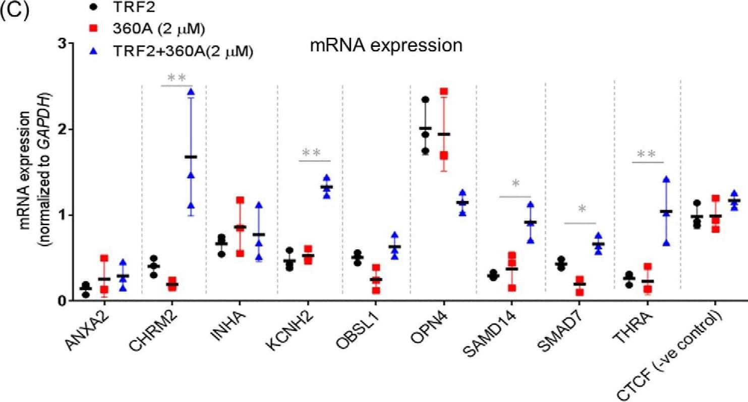 TRF-2 Antibody - BSA Free