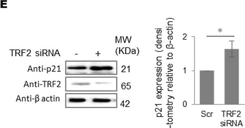 TRF-2 Antibody - BSA Free