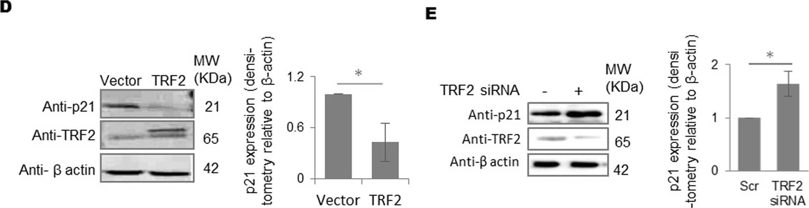 TRF-2 Antibody - BSA Free