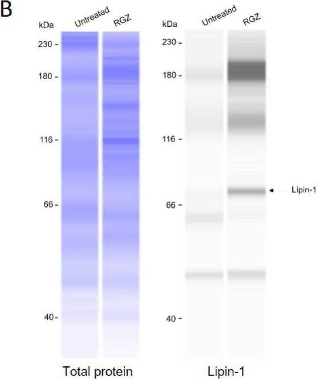 Lipin 1 Antibody - BSA Free