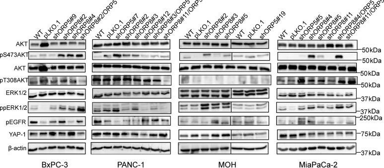 YAP1 Antibody - BSA Free