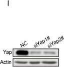 YAP1 Antibody - BSA Free