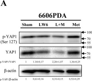 YAP1 Antibody - BSA Free