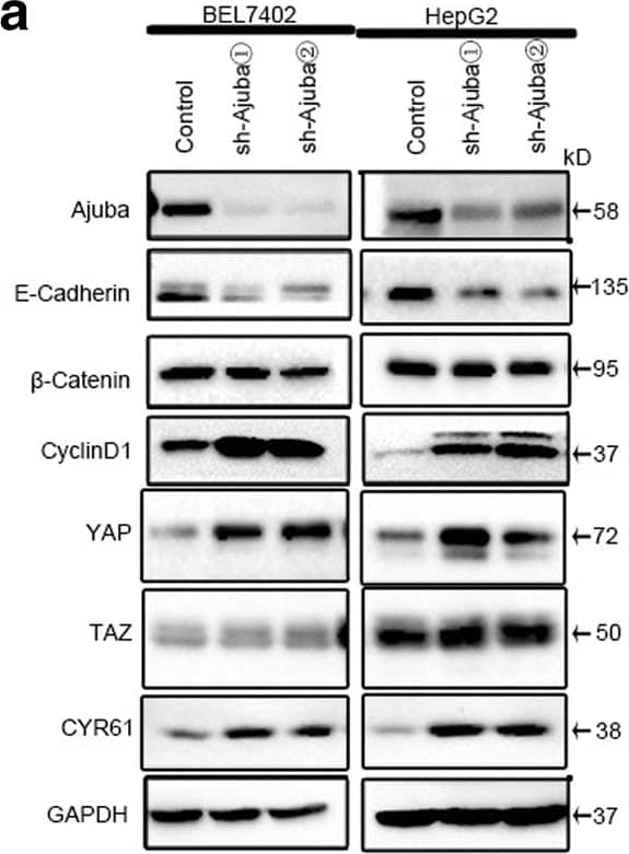 YAP1 Antibody - BSA Free