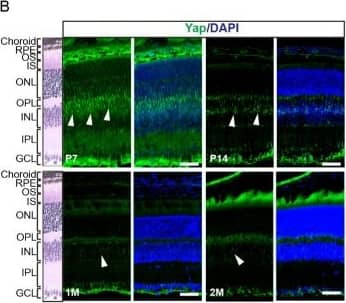 YAP1 Antibody - BSA Free