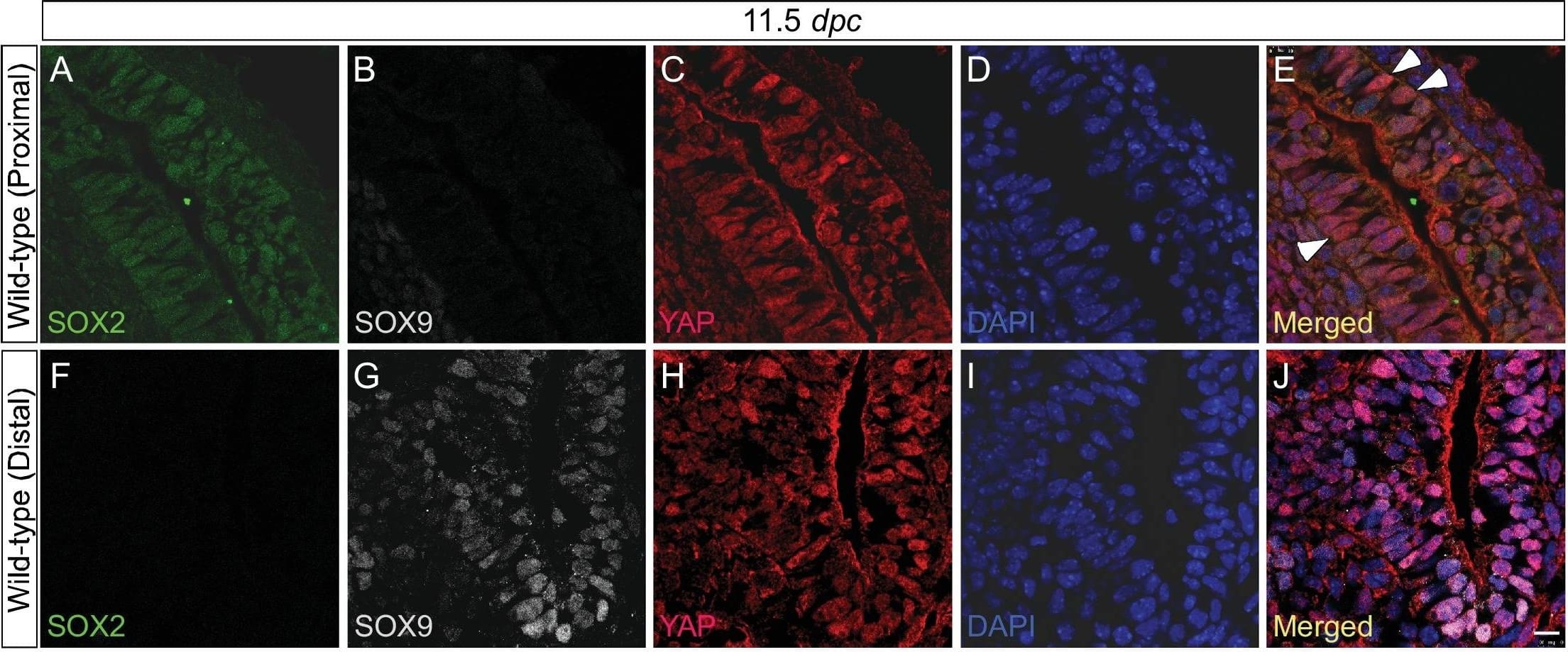 YAP1 Antibody - BSA Free