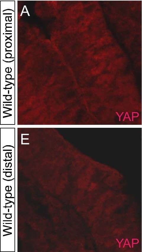 YAP1 Antibody - BSA Free