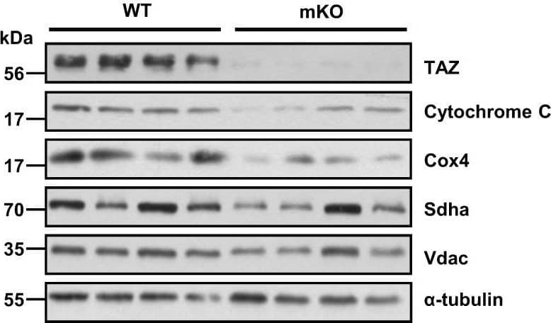 TAZ/WWTR1 Antibody - BSA Free