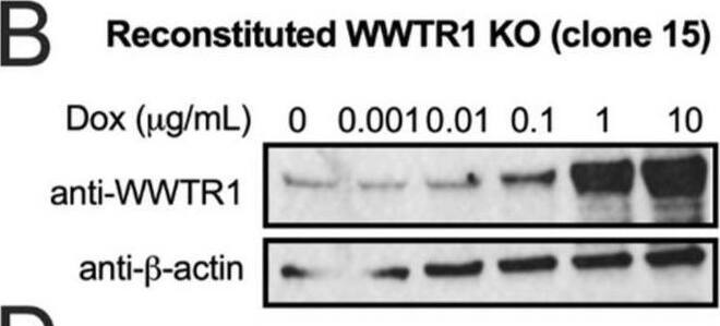 TAZ/WWTR1 Antibody - BSA Free