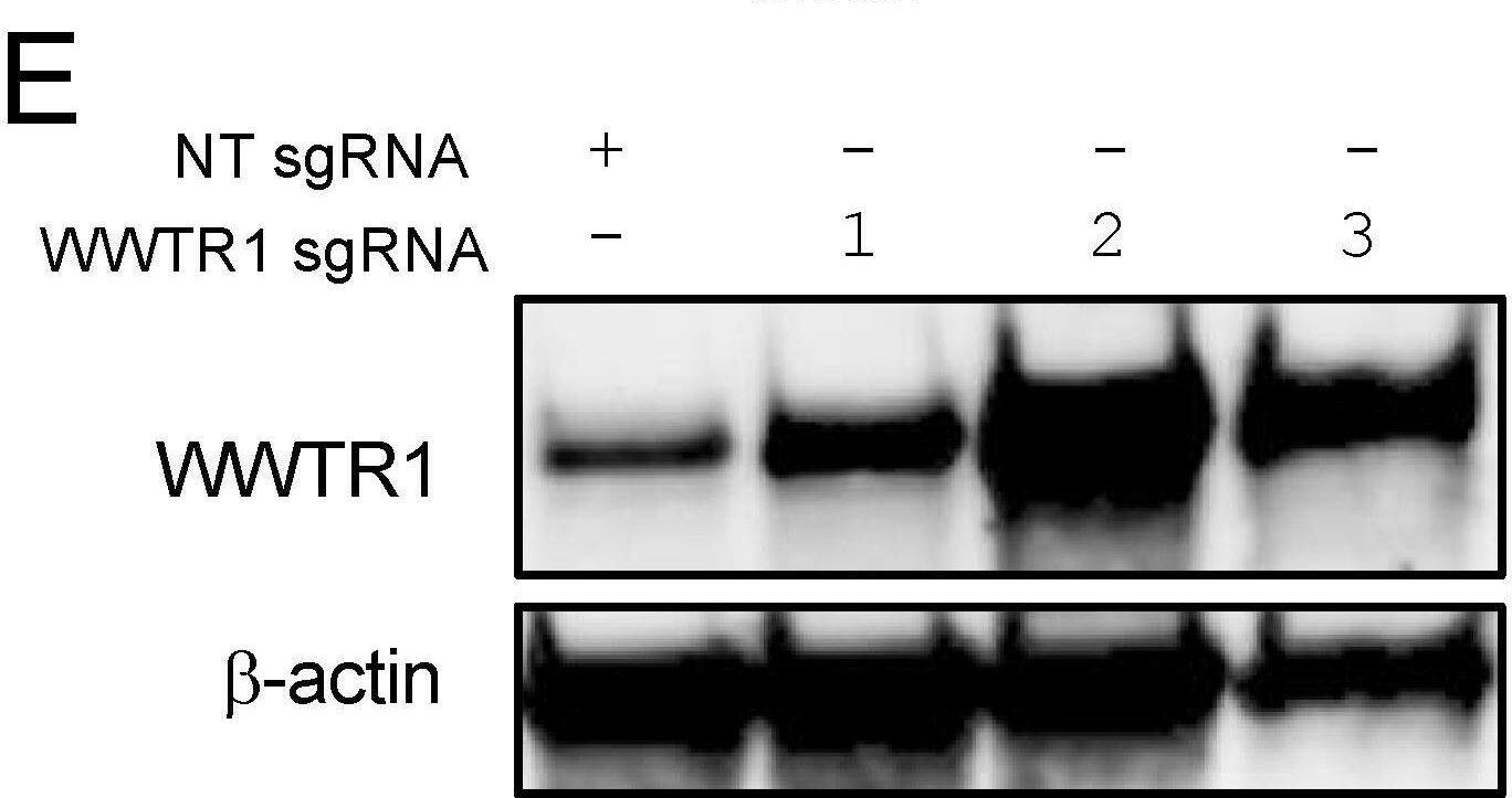 TAZ/WWTR1 Antibody - BSA Free