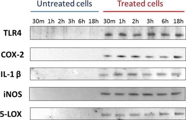 5-Lipoxygenase Antibody - BSA Free