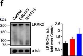 LRRK2 Antibody