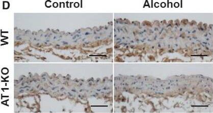 Nox4 Antibody - BSA Free