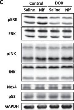 Nox4 Antibody - BSA Free