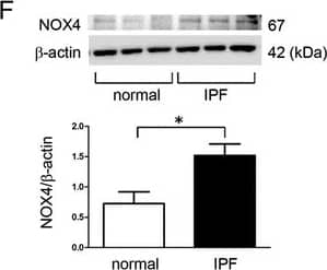 Nox4 Antibody - BSA Free