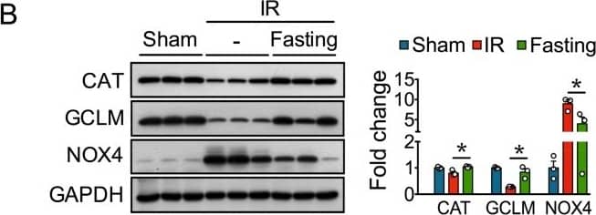 Nox4 Antibody - BSA Free