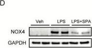 Nox4 Antibody - BSA Free