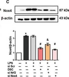 Nox4 Antibody - BSA Free