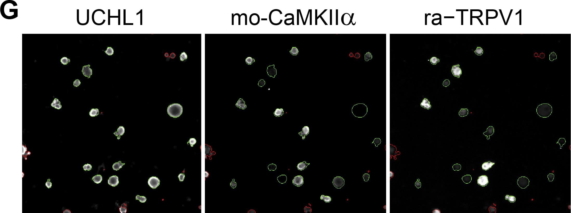 UCH-L1/PGP9.5 Antibody
