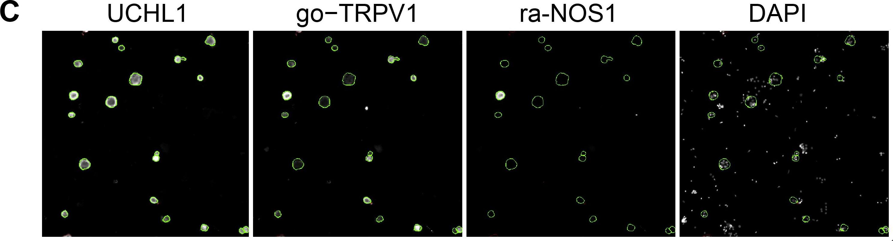 UCH-L1/PGP9.5 Antibody