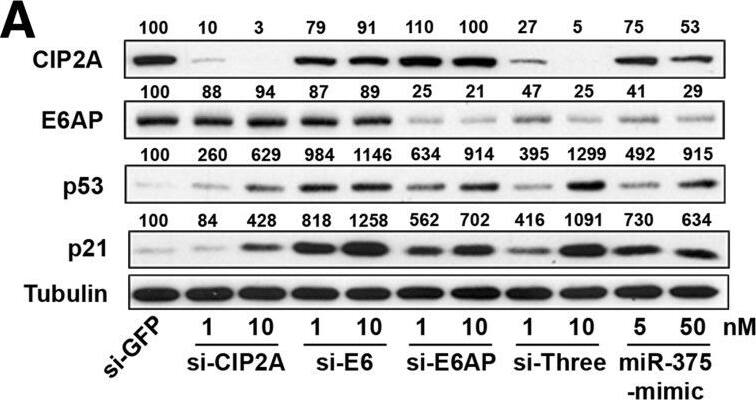 CIP2A Antibody (2G10)