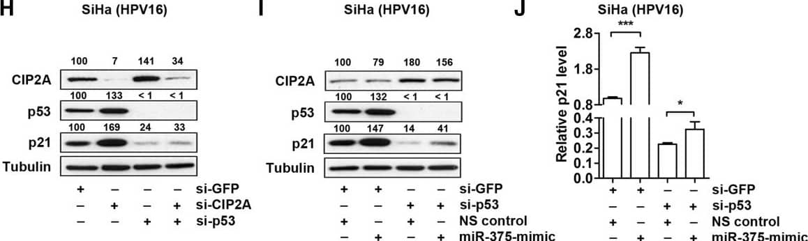CIP2A Antibody (2G10)