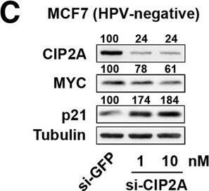 CIP2A Antibody (2G10)