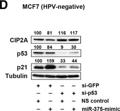 CIP2A Antibody (2G10)