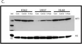 WT1 Antibody (6F-H2) - BSA Free