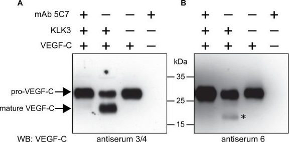 VEGF-C Antibody