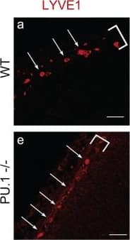 LYVE-1 Antibody (RM0033-4D17) - Azide and BSA Free