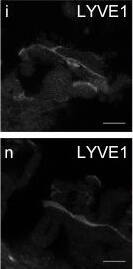 LYVE-1 Antibody (RM0033-4D17) - Azide and BSA Free