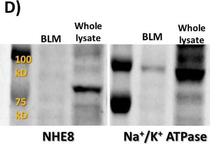 NHE8 Antibody (7A11) - BSA Free