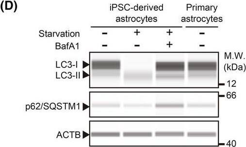 beta-Actin Antibody (AC-15) - BSA Free