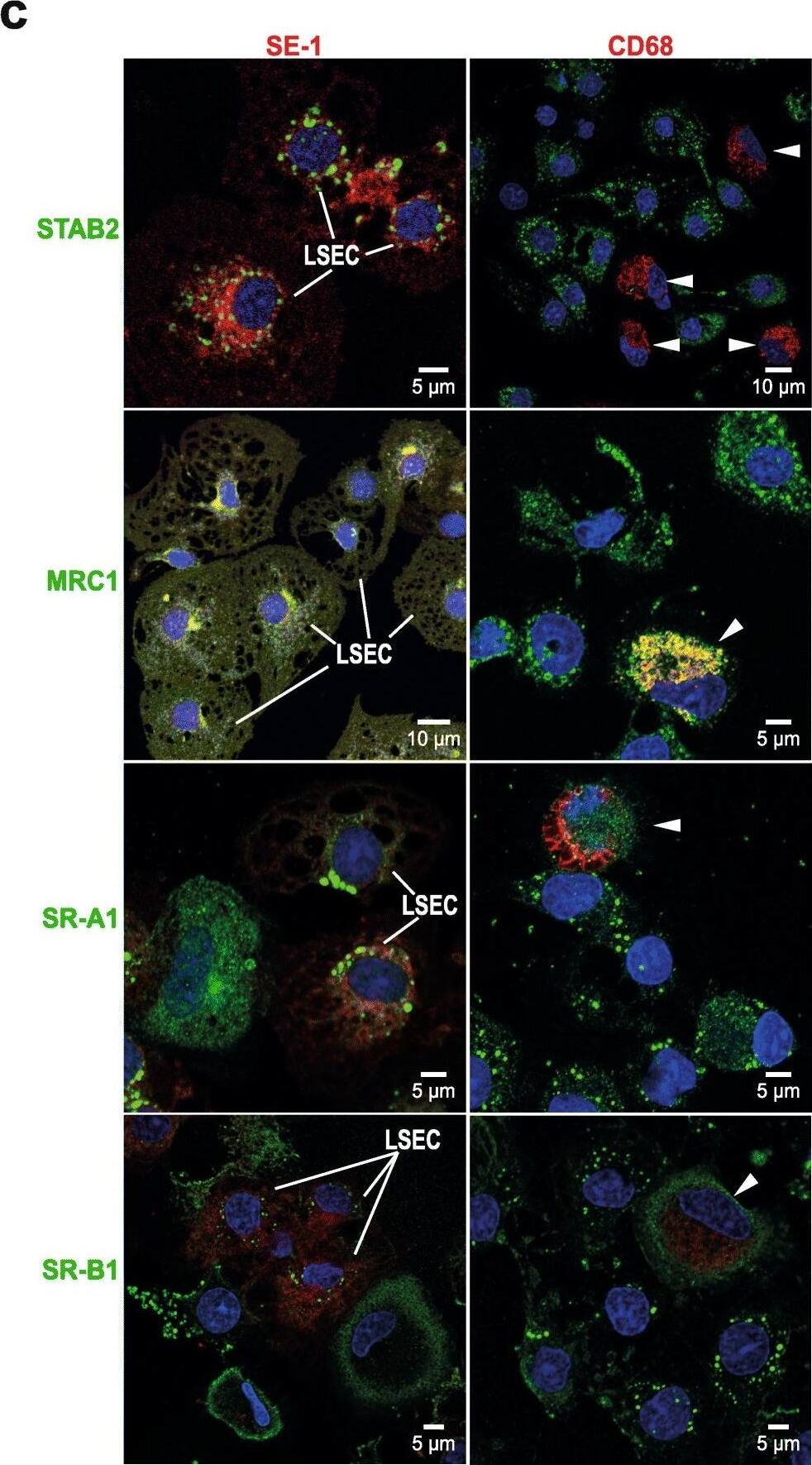 Hepatic Sinusoidal Endothelial Cells Antibody (SE-1) - BSA Free
