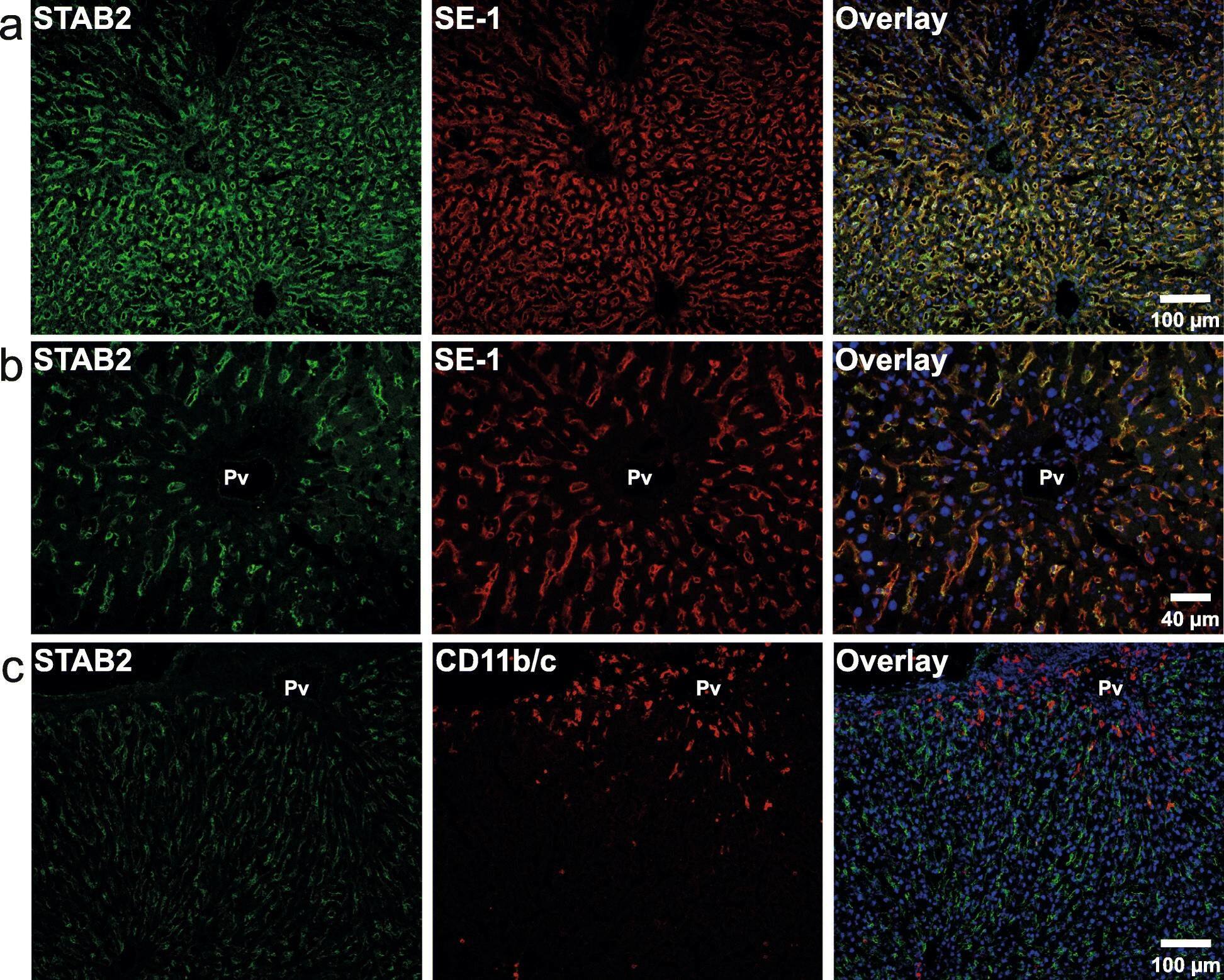 Hepatic Sinusoidal Endothelial Cells Antibody (SE-1) [Alexa Fluor&reg; 488]