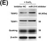 TRF-1 Antibody (57-6)