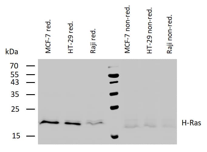 HRAS Antibody (H-Ras-03) - BSA Free Western Blot: HRAS Antibody (H-Ras-03) - BSA Free [NB110-68799]