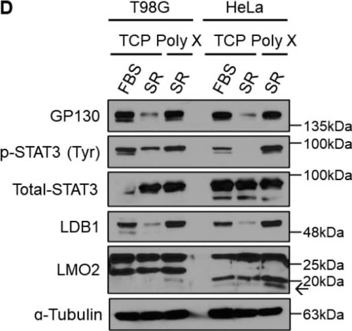 LMO2 Antibody (1A9-3B11) - BSA Free